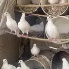 حمام ابيض