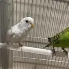 للبيع طيور النوع باذجي ذكر  انثى مع قفص و3اكلات السعر 190