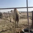 حاشي مربا اكثر من اربعة شهور