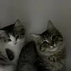 قطط