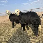 طليان