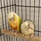 ببغائين كنيور مع القفص مع القفص