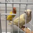 روز اليف هدد متدربة