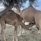 النياق للبيع خلفات تحتها قعدان