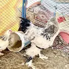 براهما كولومبي خوراج بشاير