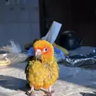 فرخ صن كنيور مجنون غر