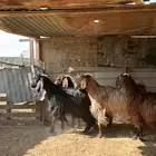 معزا مشاريك فاخره