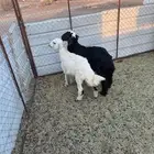 للبيع طليان نجدي وحري