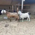 معزا عدد 3 الحمرا دافع حول شهرين ونص الى ثلاث شهور