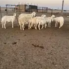 حريات مضاريع