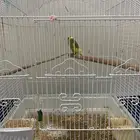 طيور الحب
