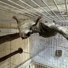 سنجاب الطائر شوقر قلايدر