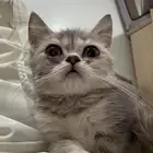 تبني قطط لافين وجميلين