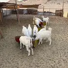 عشره جفرات بيشيات ماشالله