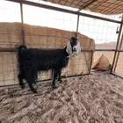 عنز رباع شقا