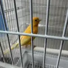 كناري سوري تشرط تغريد