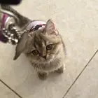 قطه سكواتش للبيع