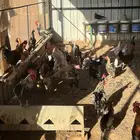دجاج بياض ( فيومي وبلدي )