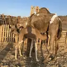 خلفه مصغر منيحه طيبه تحتها قعود طيب الحد9800
