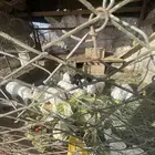 أرانب 9 بري للبيع.