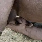قعود