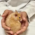 هاميستر للتواصل واتس اب