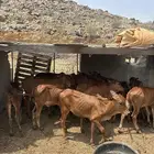 حسلان البيع
