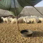 طليان خرفان