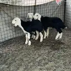 للبيع طليان نجد