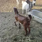 تيوس طيبة بالحيل