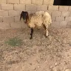 للبيع نعيميه ثنيه