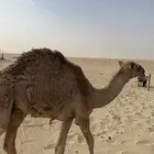قعود للبيع