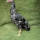 دجاجه سندي