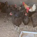 دجاج تركي مكس لوهمن اسود