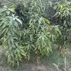 اشجار مانجو للبيع