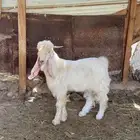 تيس عارضي ابيض