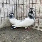 جوز علي ولا صافي مشروط انتاج من بعد الله