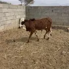 حسلان للبيع