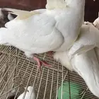 زغاليل جامبو