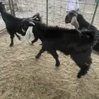 تيوس عوارض العمر سته شهور