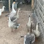 وز عراقي للبيع