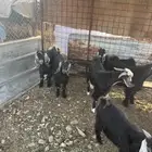 تيوس للبيع