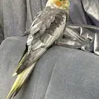 كوكتيل كروان