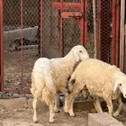 طليان ورخال
