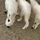 سواكن مرابي شحم ولحم ذبائح