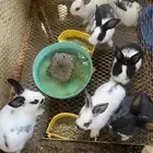 ارانب للبيع