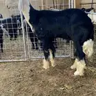 خروف نجدي