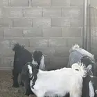 تيوس للبيع وخرفان