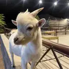 تيس قزم للبيع