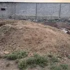 سماد بقر وغنم